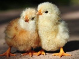 Little Chickens