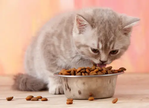 Click Here To Enlarge This Photo Of Kitten Food