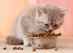 Kitten Food
