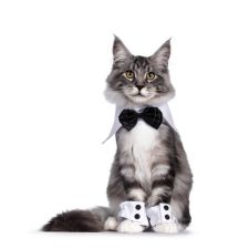 Click Here To Enlarge This Photo Of Mr Mittens